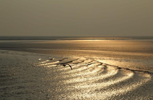 Dune Bep Schiermonnikoog Eksteriør bilde